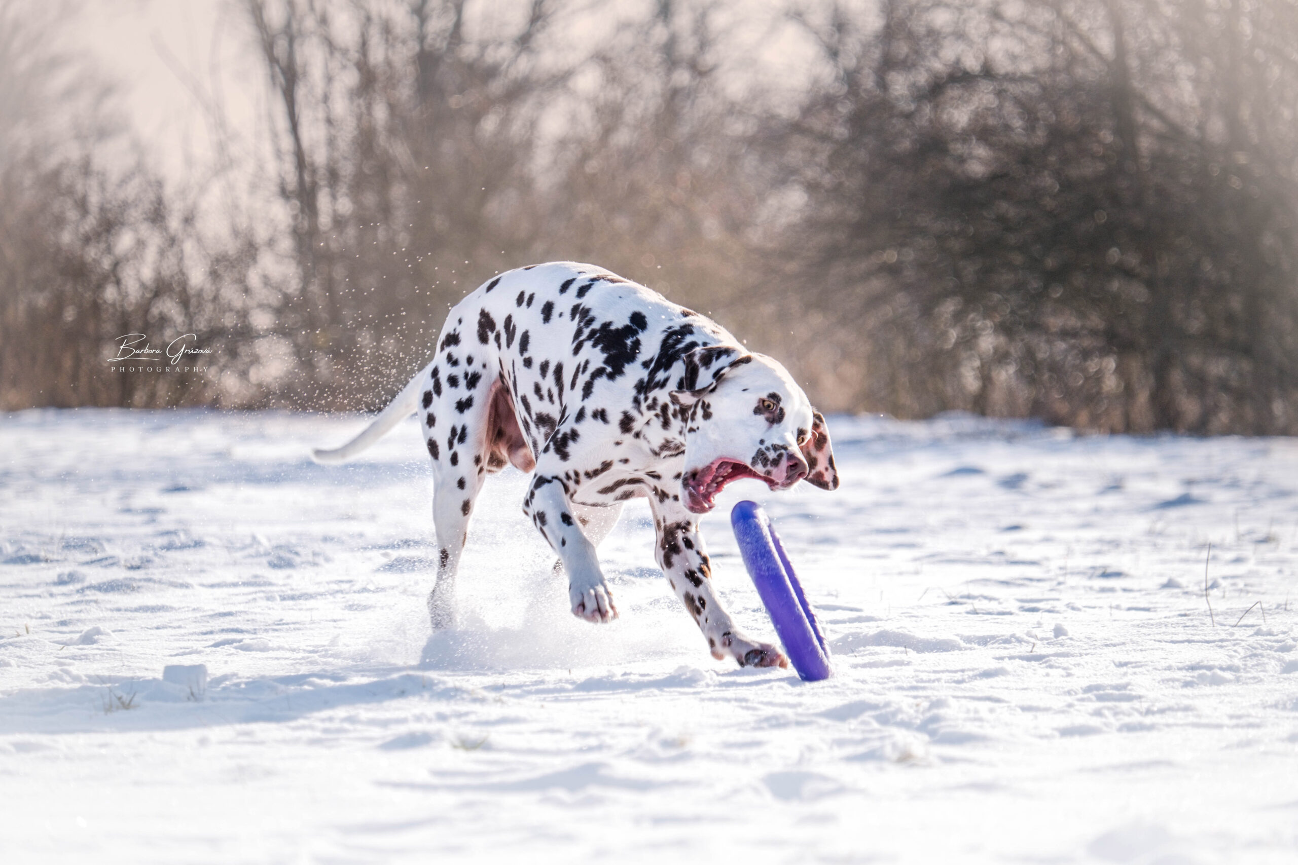 Pes zákus loveckého pudu puller hračka psa hra výcvik aportování jak naučit rebeldog